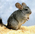 כיצד לבחור chinchilla?