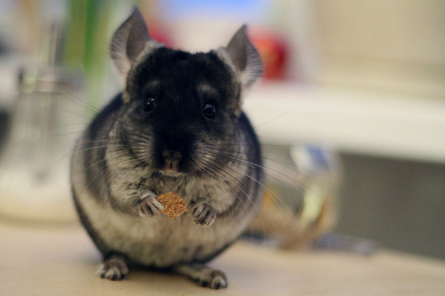 כיצד לבחור chinchilla?