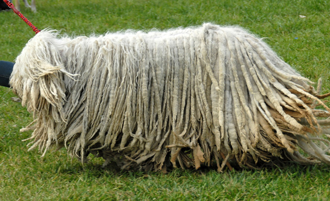 Komondor: כלב הרועה ההונגרי
