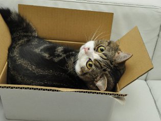 Cote Maru הוא כוכב אינטרנט Cote Maru הוא כוכב אינטרנט