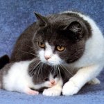 Mastitis בחתול