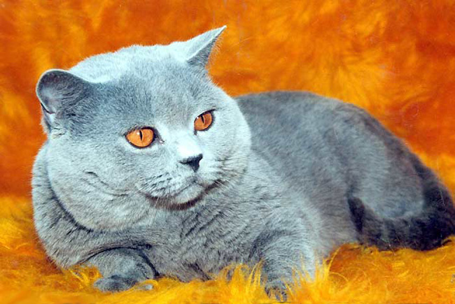 צבעים של חתולים בריטיים