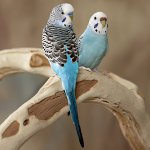 התוכי מתעטש: מה לעשות?