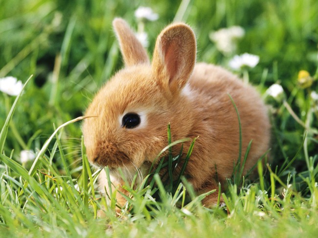 מינים של ארנבות דקורטיביות
