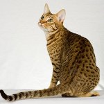חתולים של חתולים: ocicat