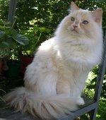 חתולים של חתולים: ragamuffin