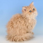 חתולים של חתולים: Selkirk rex