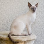 חתול גזעים: חתול סיאמי חתול גזעים: חתול סיאמי