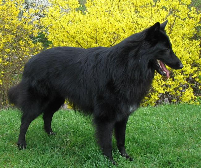גזעי כלבים: כלב הרועה הבלגי Grunendal