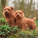 כלבים: Norfolk Terrier כלבים: Norfolk Terrier