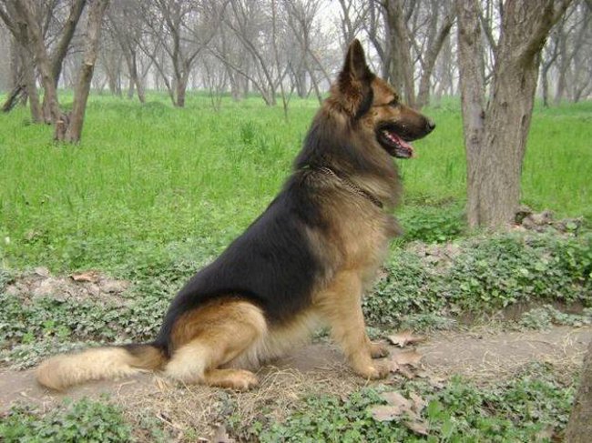 גזע הכלבים: כלב רועה מזרח אירופה