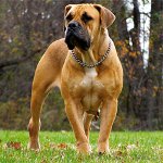 גזע של כלבים: דרום אפריקה Boerboel גזע של כלבים: דרום אפריקה Boerboel