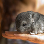המחלות הנפוצות ביותר של chinchillas