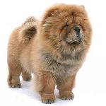 Chow Chow Dog: תכונות טיפול Chow Chow Dog: תכונות טיפול