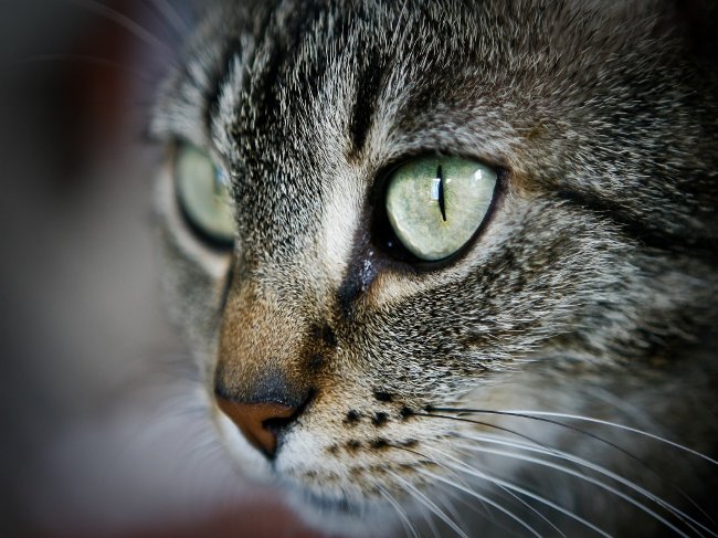 לחתולים יש עיניים מטרידות: מה לעשות
