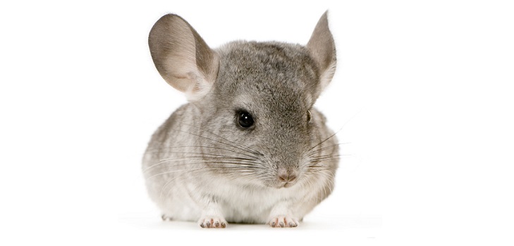 טיפול chinchillas בבית