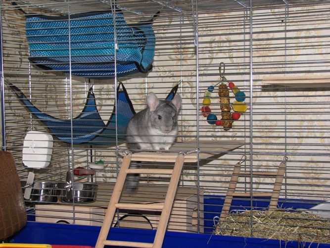 כיצד לצייד כלוב עבור chinchilla