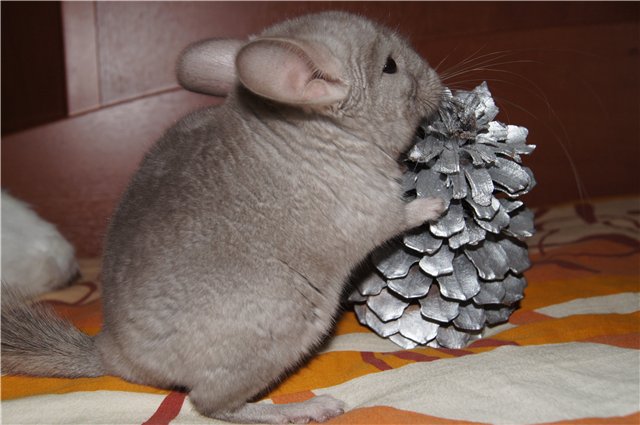 מה להאכיל את chinchilla