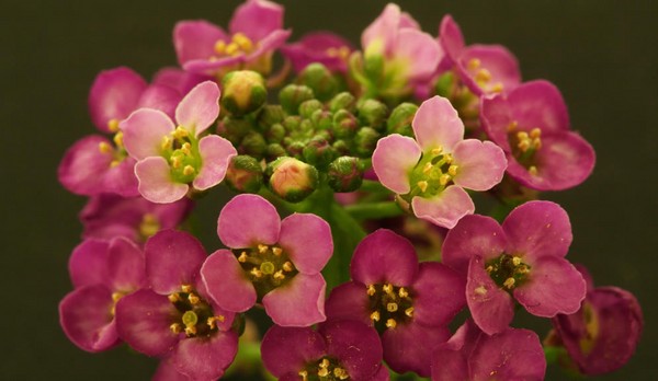 Alyssum: שתילה טיפול, תמונות של הזנים הטובים ביותר