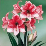 Amaryllis ו hippeastrum: אחים תאומים Amaryllis ו hippeastrum: אחים תאומים