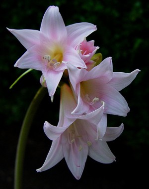Amaryllis ו hippeastrum: אחים תאומים Amaryllis ו hippeastrum: אחים תאומים