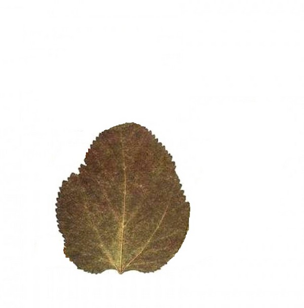 Applique מן הסתיו משאיר לגן ו 1-2 כיתות של בית הספר, כיתות אמן עם תמונה ווידאו