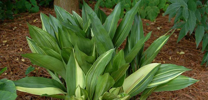 Aspidistra: טיפול בבית, פורח, צילום