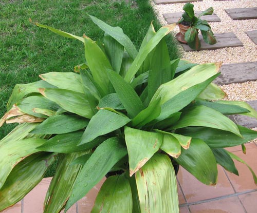 Aspidistra: צילום וטיפול בבית