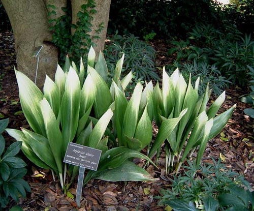 Aspidistra: טיפול בבית