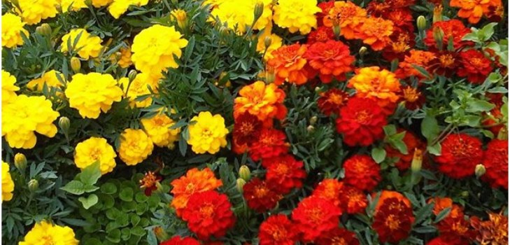 פרחים marigolds