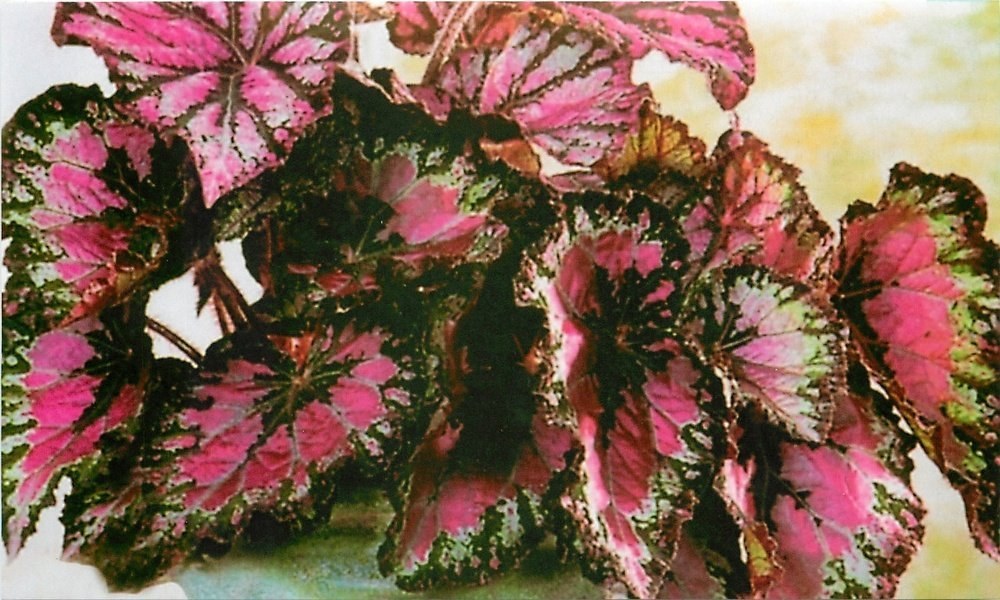 begonia ללא פרחים