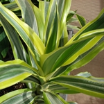 מה אם dracaena מתייבש או הופך צהוב? 