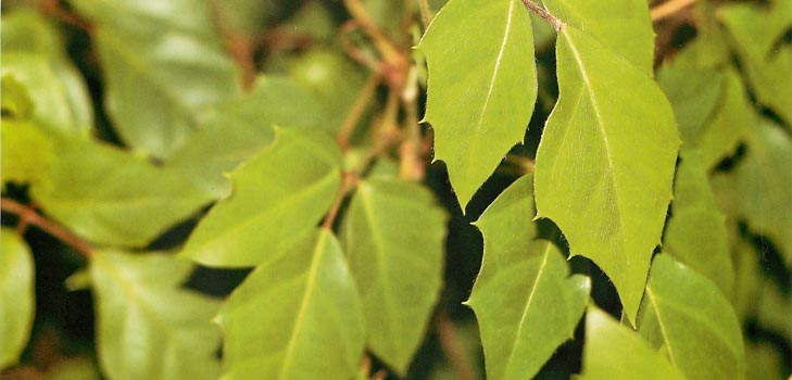 Cissus: צילום וטיפול בבית