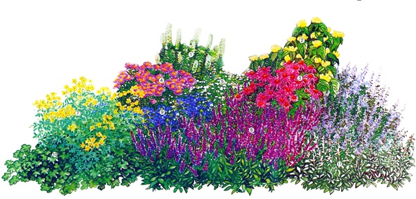 פרחים יפים לערוגת פרחים