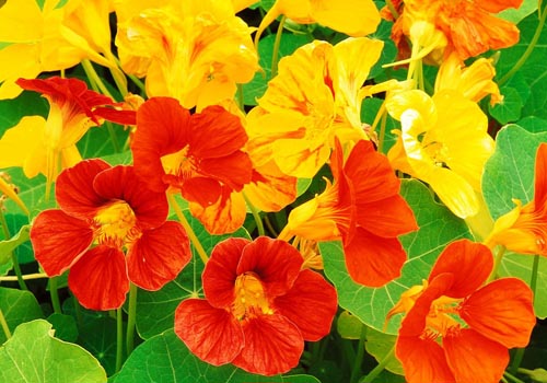 פרח Nasturtium: איך לגדול מזרעים, איך אכפת, תמונות יפות