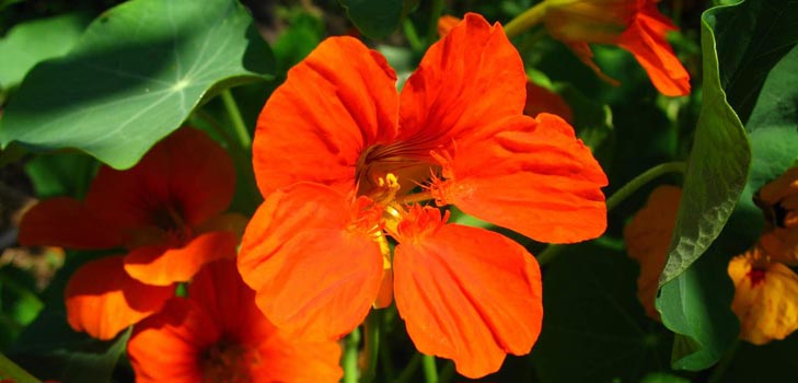 פרח Nasturtium: איך לגדול מזרעים, איך אכפת, תמונות יפות