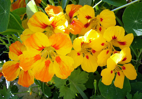 Nasturtium - גדל מ זרעים