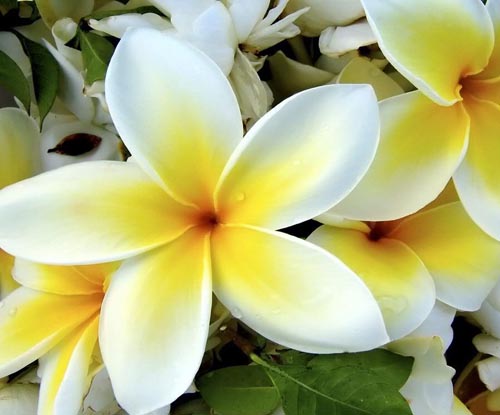פרח Plumeria - ריח קסמים בבית שלך
