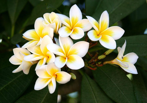 פרח Plumeria - ריח קסמים בבית שלך