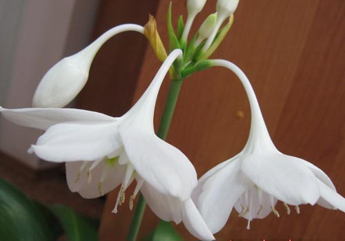 שני פרחים eucharis
