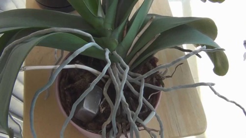 השתלת Phalaenopsis