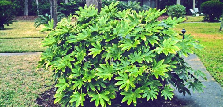 לטפל fatsia בבית