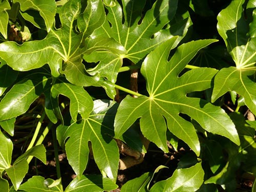 סוגים שונים של fatsia