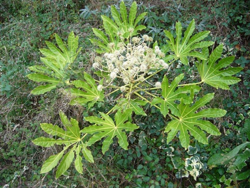 fatsia בתנאי טמפרטורה נוחה