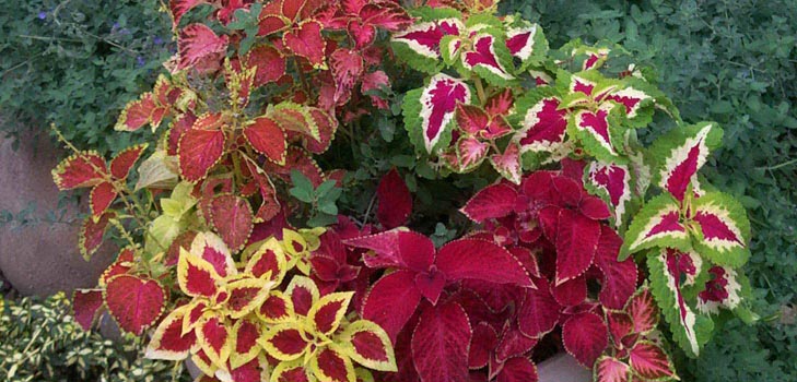 Fittonia: טיפול