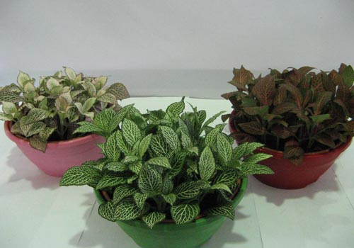 Fittonia: טיפול