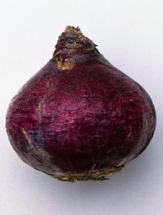 יקינתון בבית