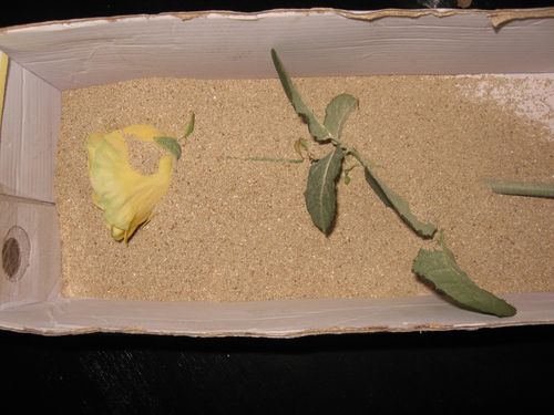 איך לייבש פרחים לעשבייה