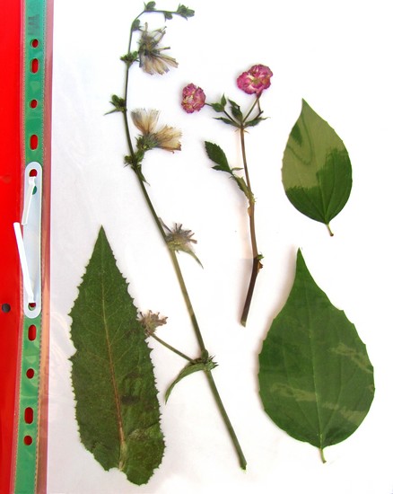 לומדים לעשות עשב ואלבום בשבילו במו ידיהם