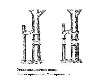 kak-sdelat-lovshiy-pojas-dlja-plodovyh-derevjev-svoimi-rukami- וידאו kak-sdelat-lovshiy-pojas-dlja-plodovyh-derevjev-svoimi-rukami- וידאו